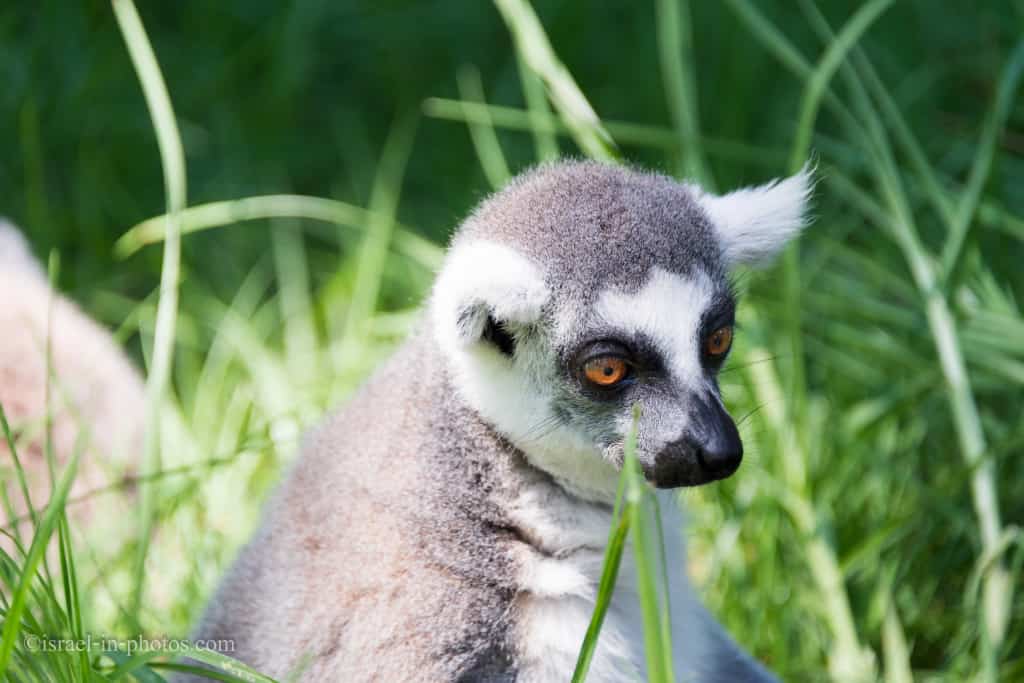 Lemur в Хайфе Образовательного зоопарке