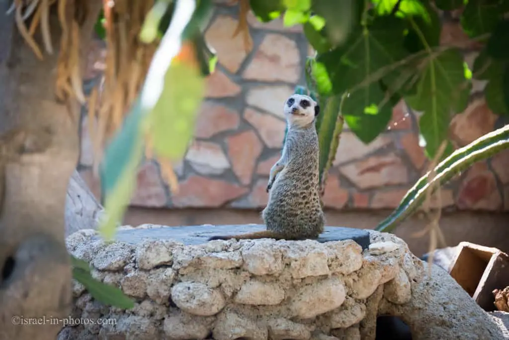 suricate