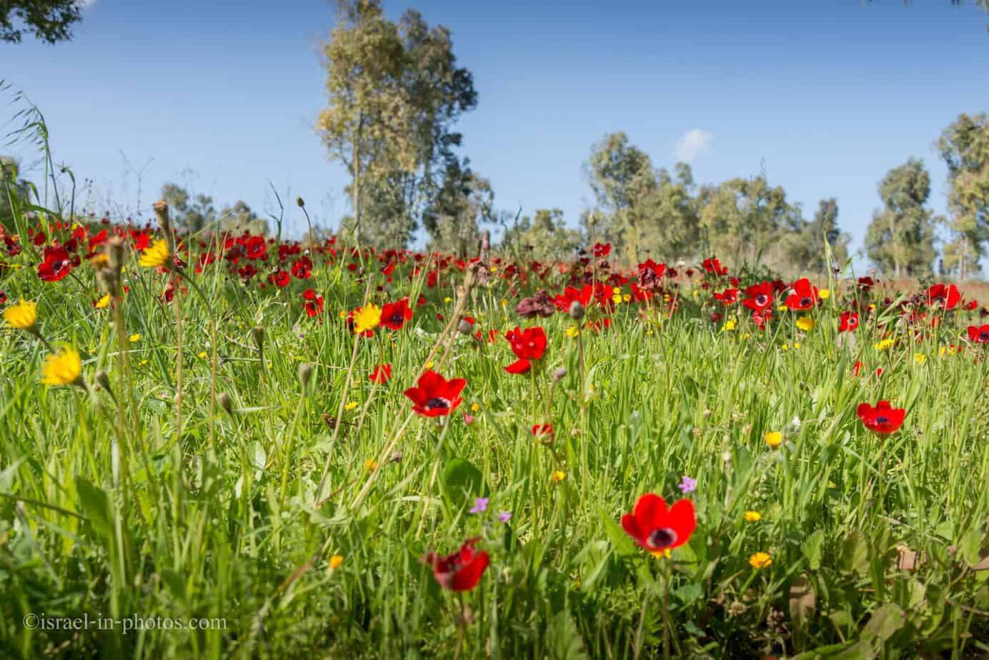 כלניות