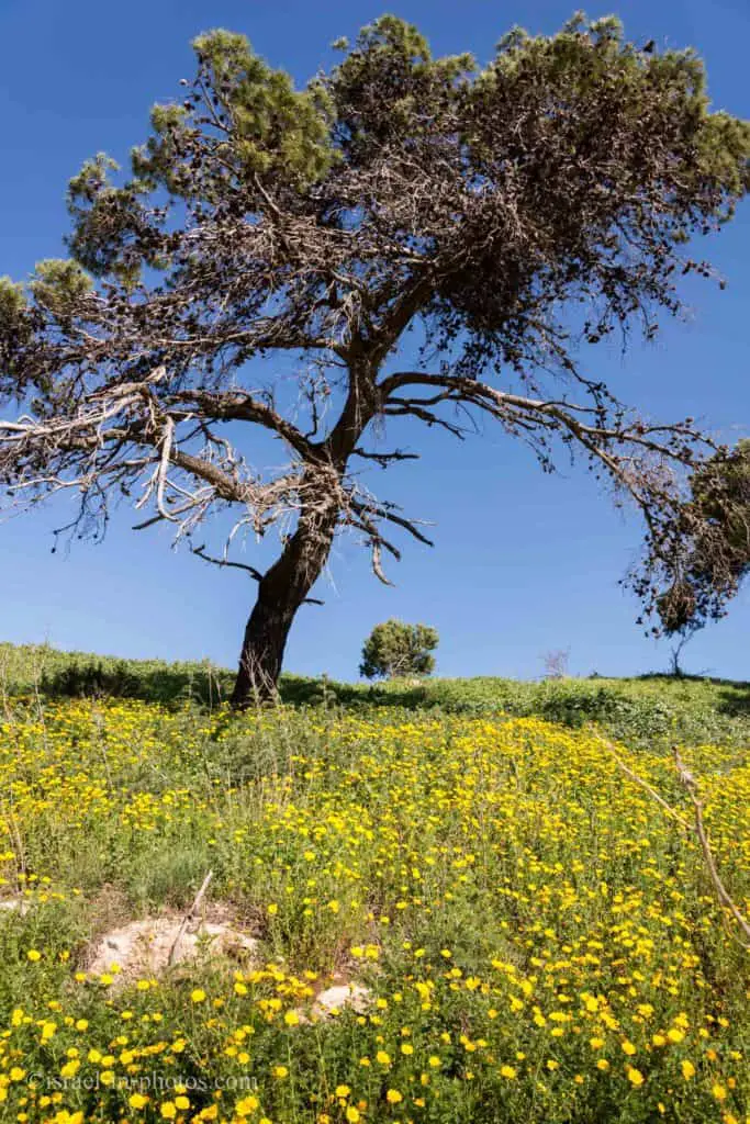 טיול משפחתי קל בהר הכרמל