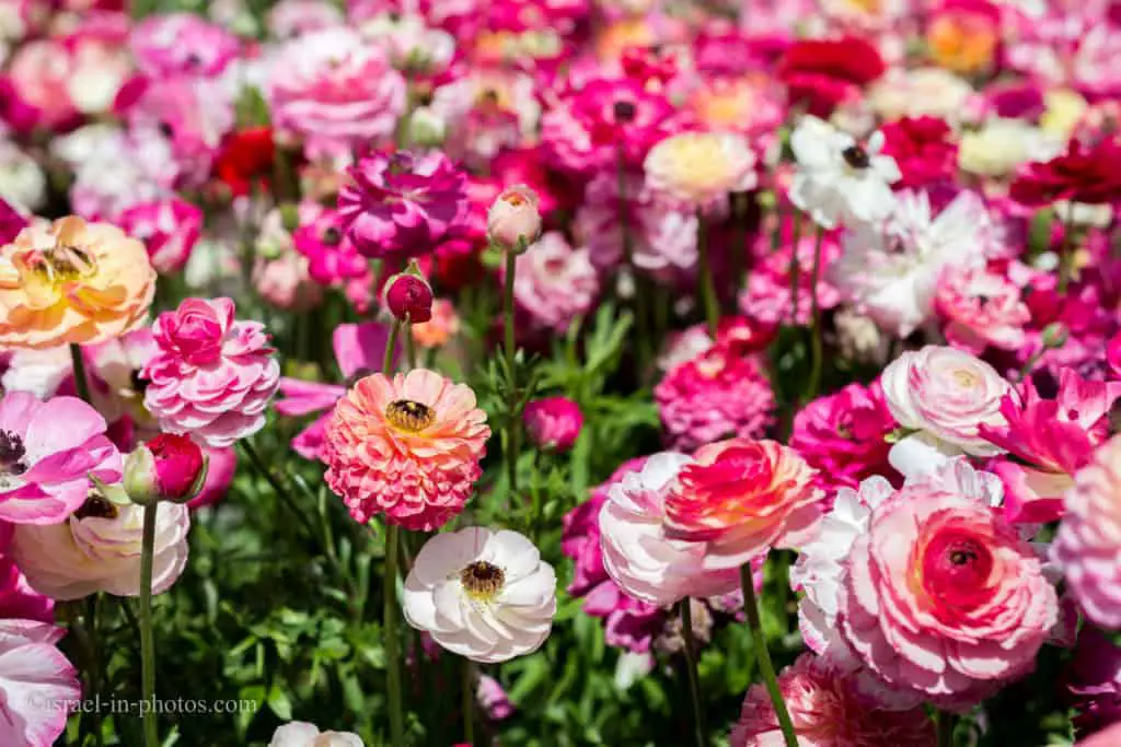 Buttercup Picking Festival in Be'er Tuvia