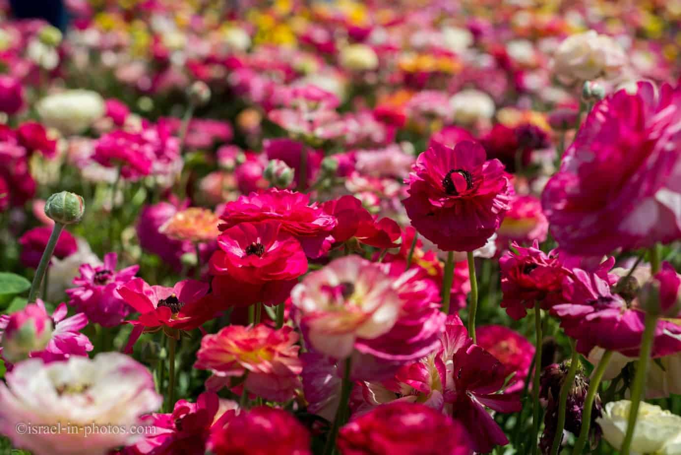 Buttercup Picking Festival in Be'er Tuvia