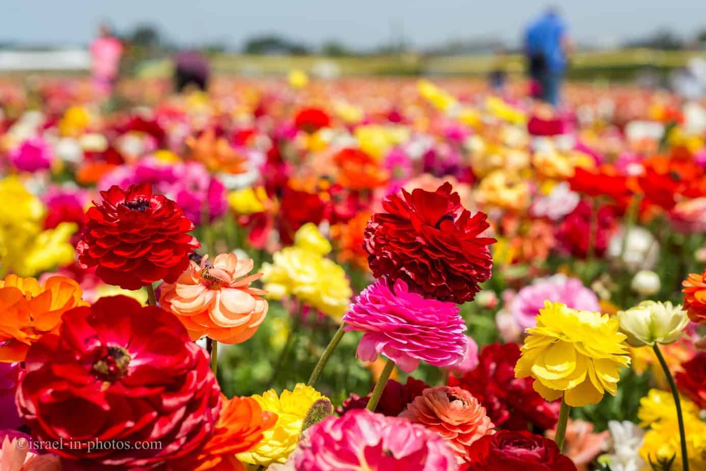 Buttercup Picking Festival in Be'er Tuvia