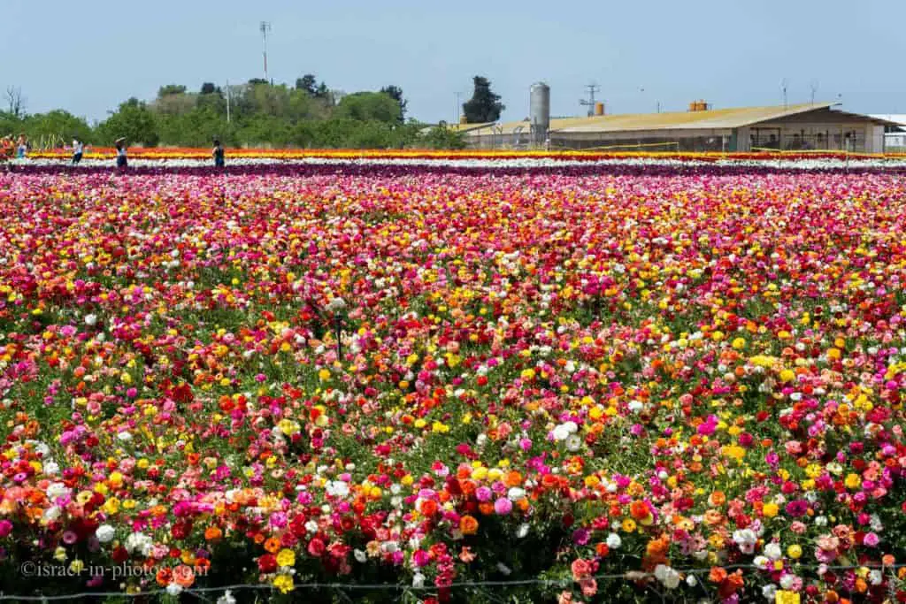 Buttercup Picking Festival Visitors Guide Colorful Experience