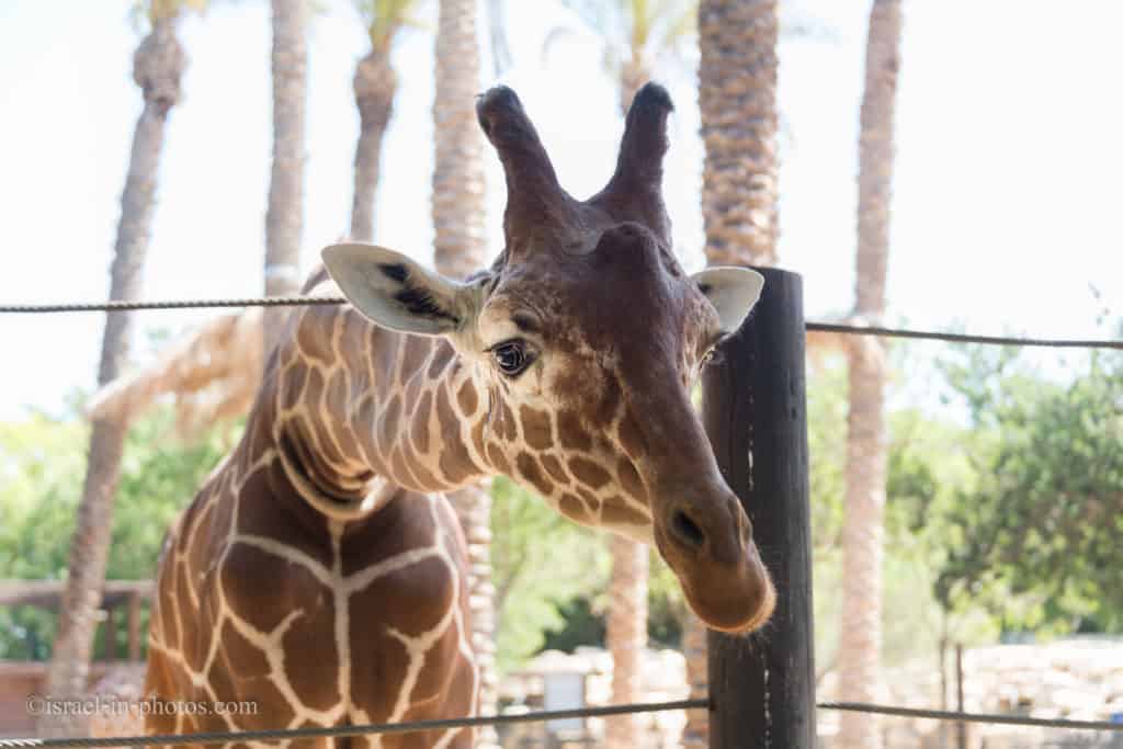 Giraffe, Hay Park Kiryat Motzkin