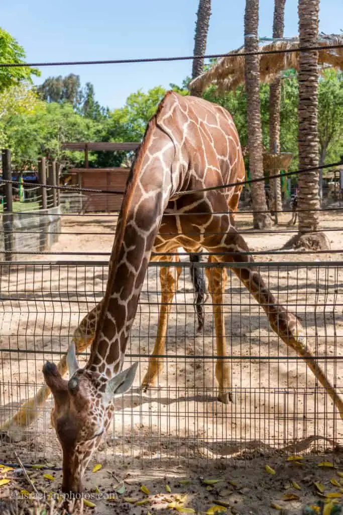 Giraffe at Hay Park in Kiryat Motzkin, Israel