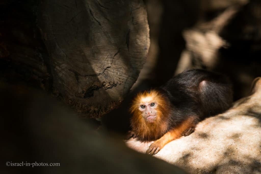 Tamarin (squirrel-sized New World monkey)