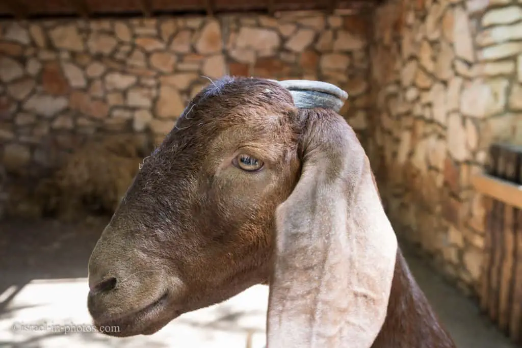באזור הליטוף בפארק היי