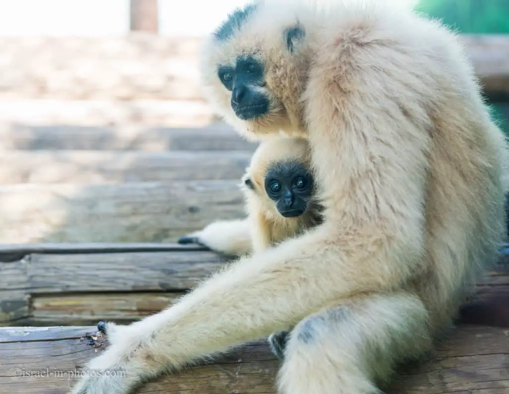 Baby Gibbon