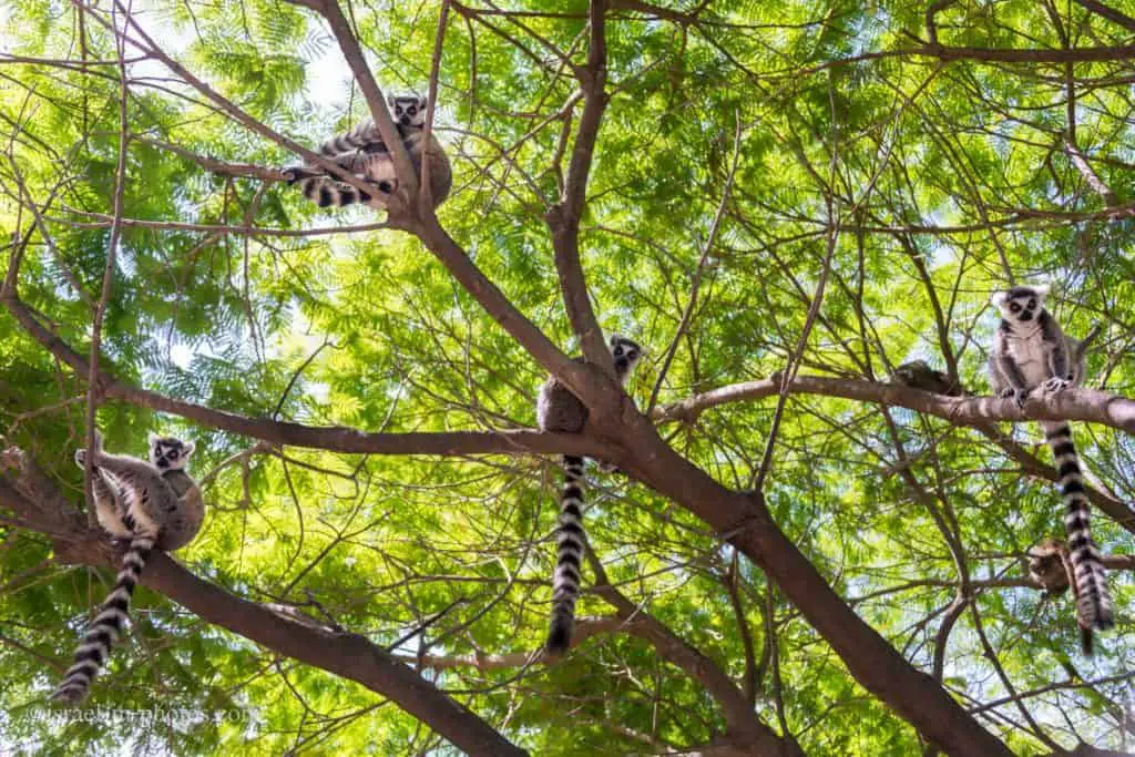 Lemurs