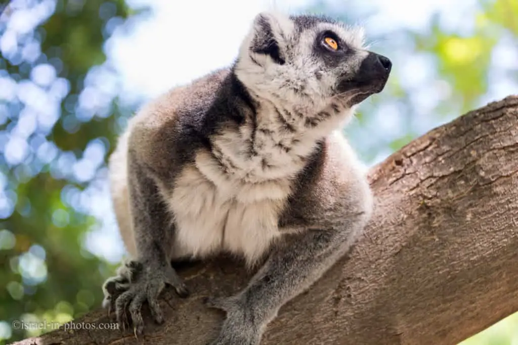 Lemur at Hay Park