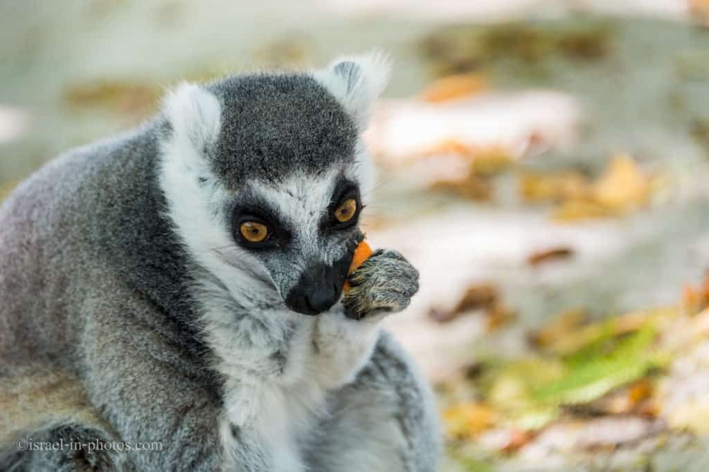 Lemur at Hay Park