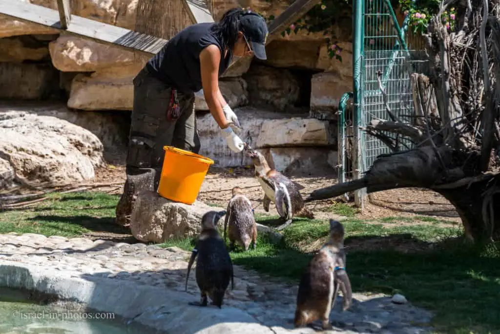 Penguins, Hay Park Kiryat Motzkin