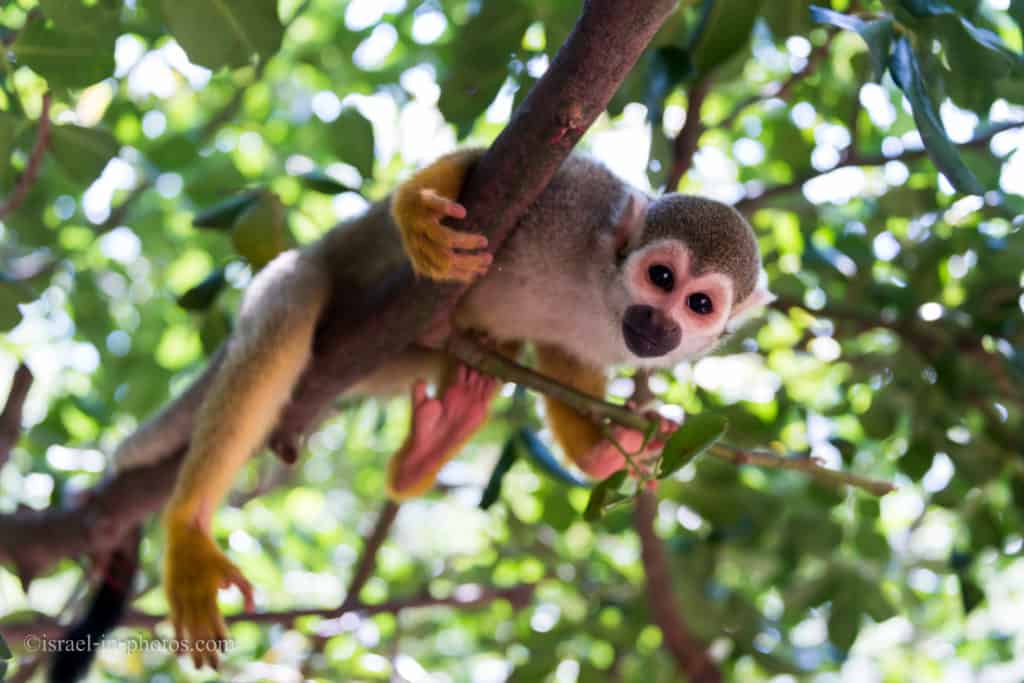 Squirrel monkey