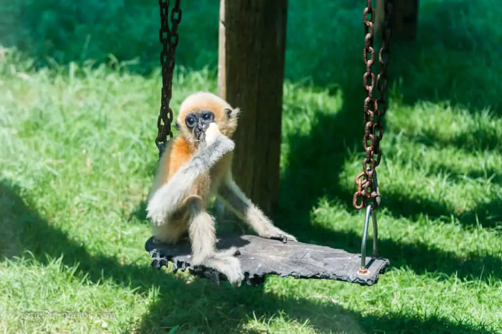 Baby Gibbon at Hay Park in Kiryat Motzkin, Israel