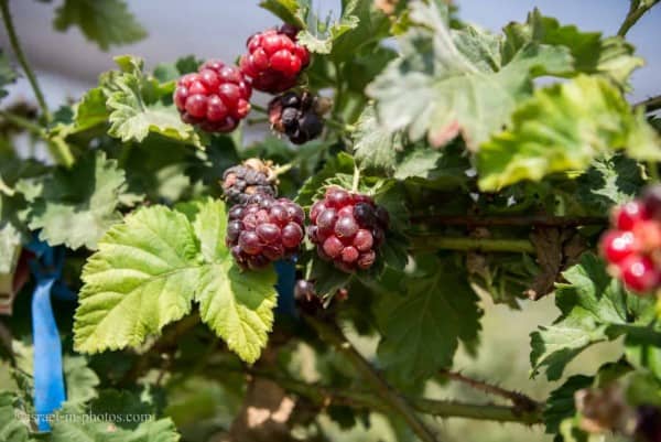 Raspberries at Gedera farm, Israel