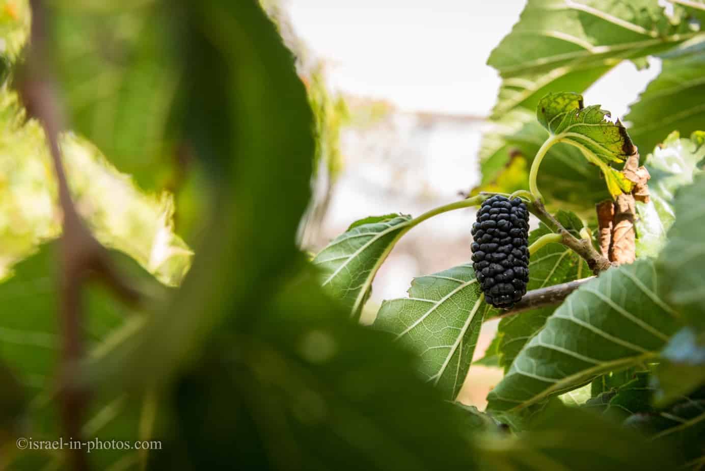 Black Mulberry