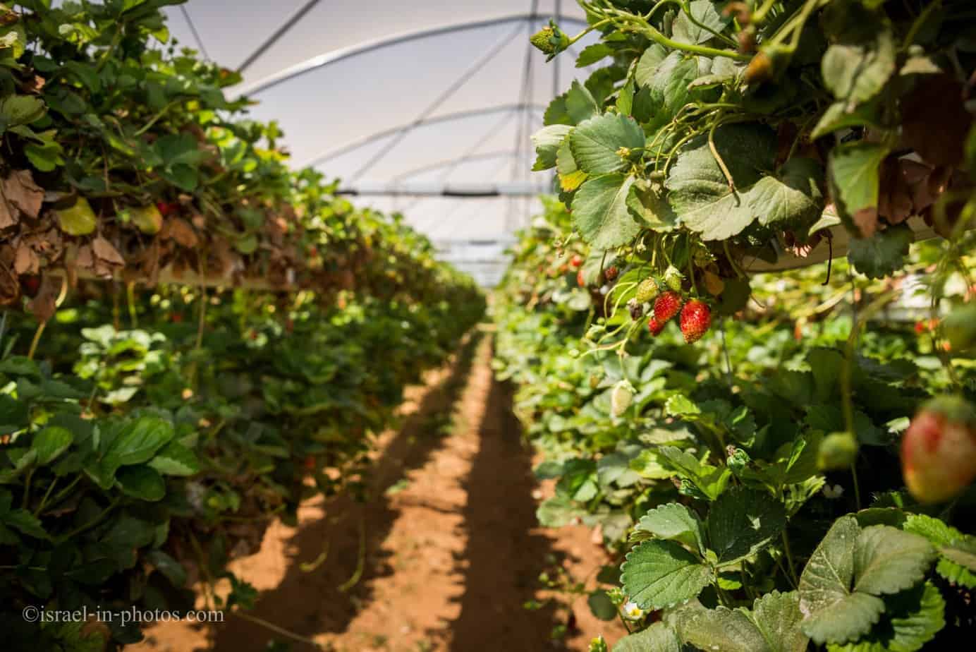 Strawberries growing in the air, Israel