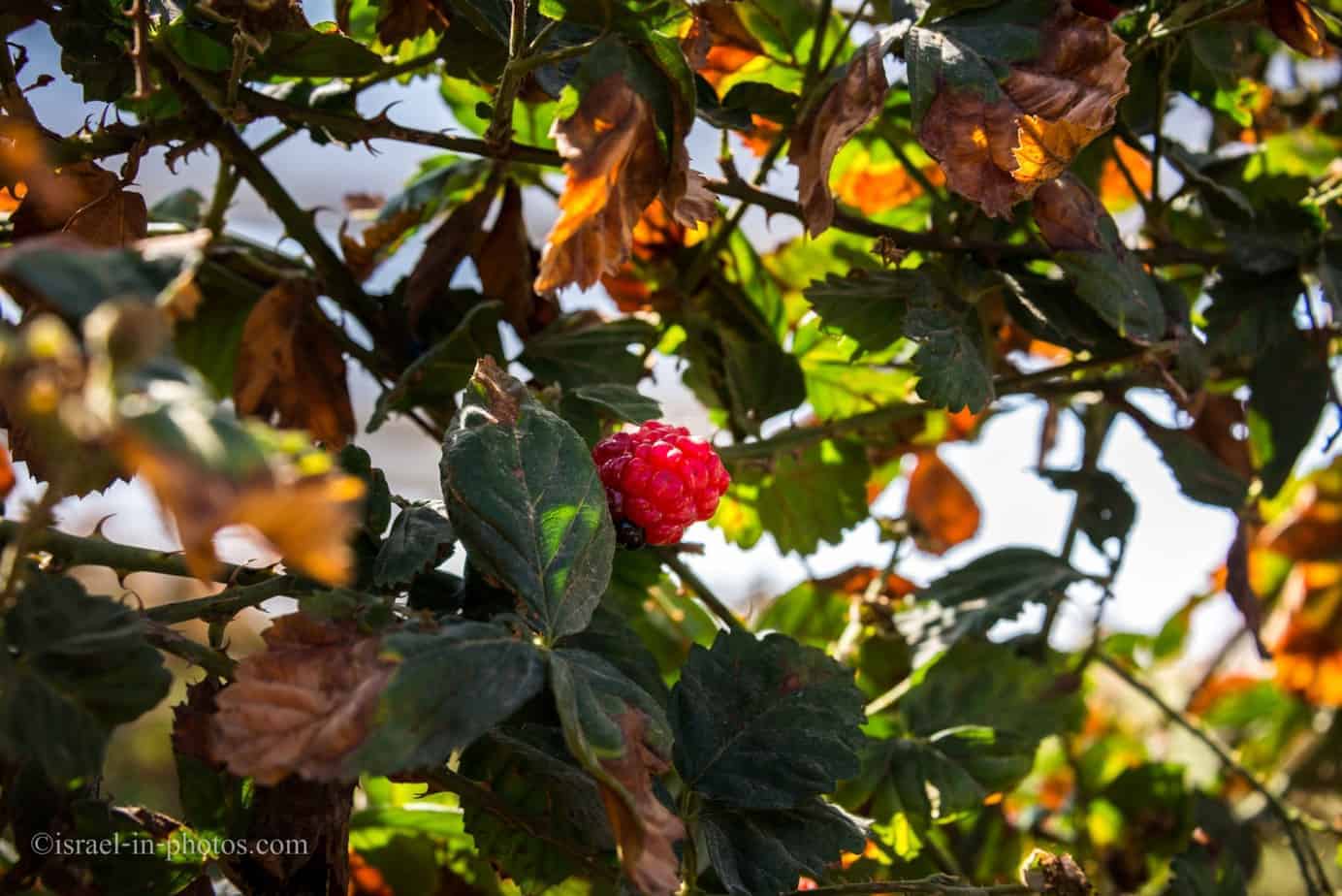 Raspberries at Agronen Self-picking in Gedera