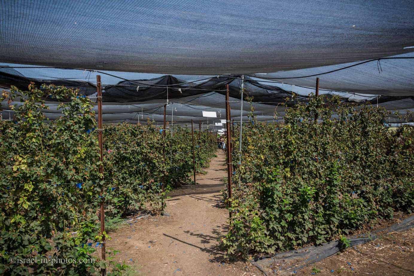 Rows of Raspberries at Agronen Self-picking in Gedera