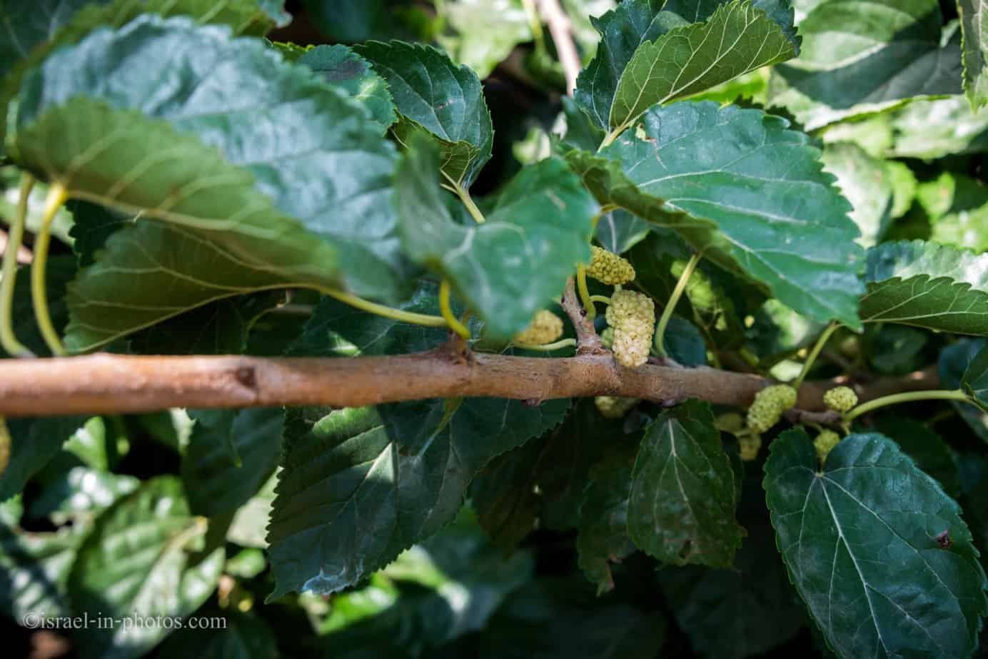 Mulberry at Gedera farm, Israel