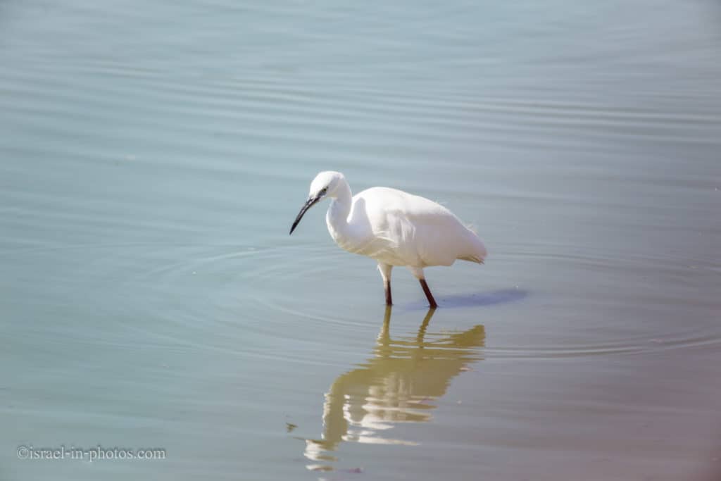 Visit to Ramat Gan Safari Park, Israel