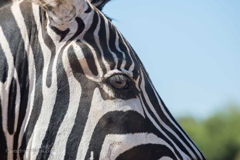 Visit to Ramat Gan Safari Park, Israel