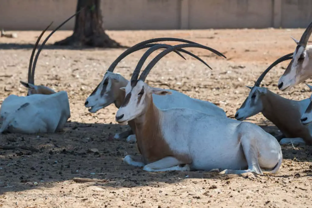 Arabian oryx