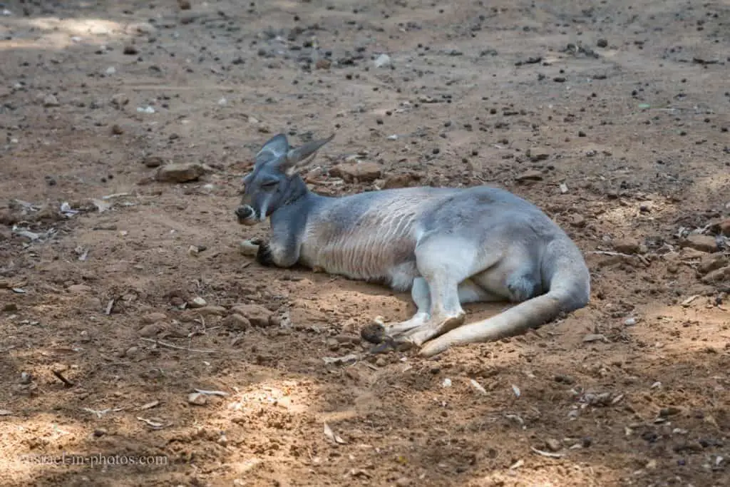 Kangaroo