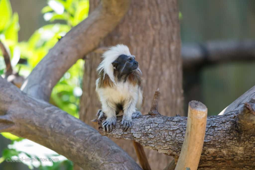 Cotton-top tamarin