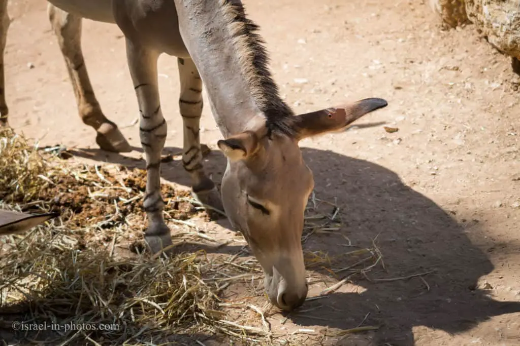 Somali wild ass