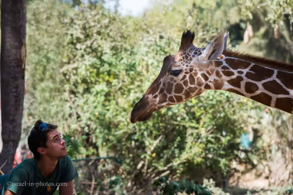 Safari Ramat Gan, Israel