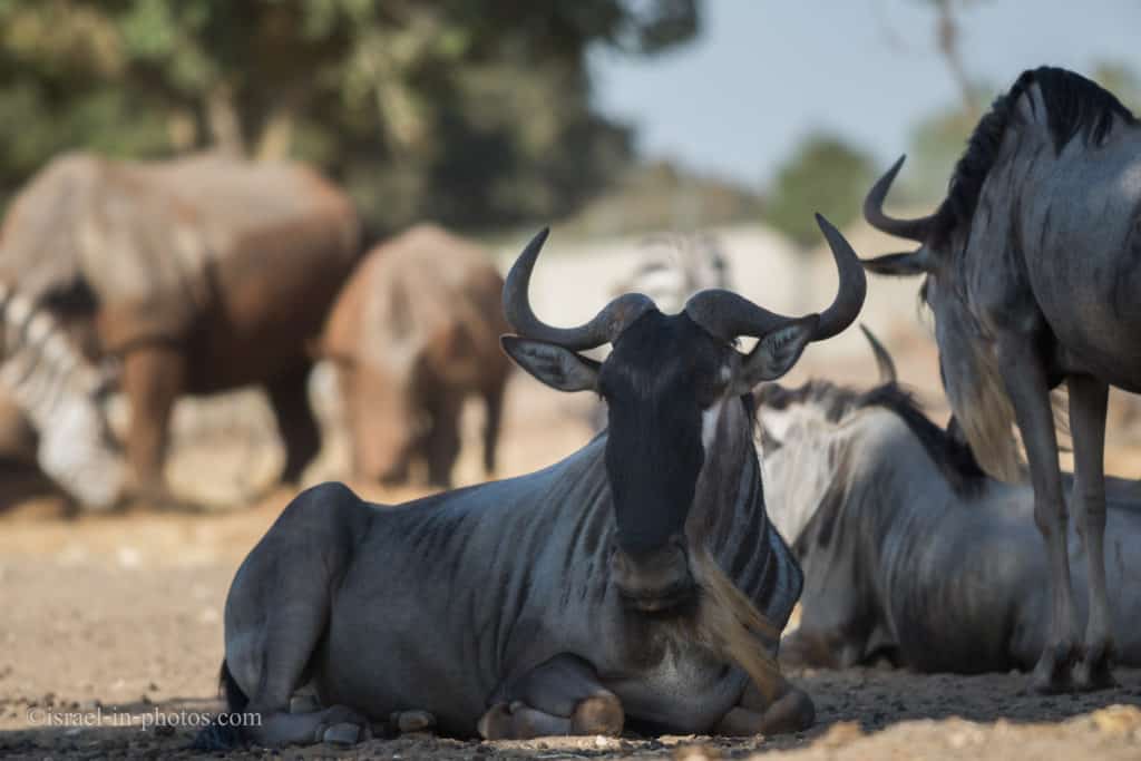 Wildebeests (gnus)