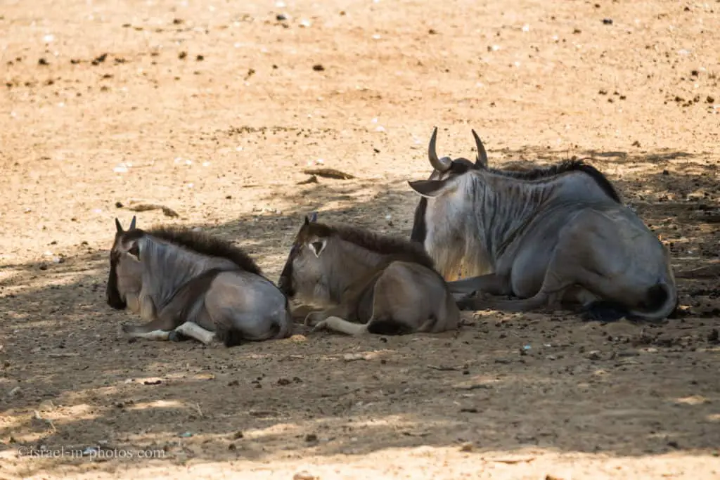 A family of wildebeests (gnus) resting in the shadow