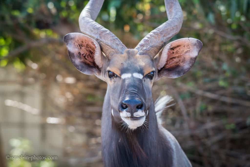 Visit to Ramat Gan Safari Park, Israel