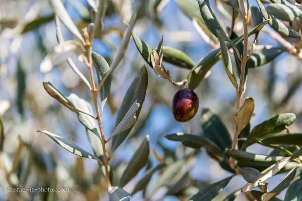 Harvesting Olives At Galili Olive Oil