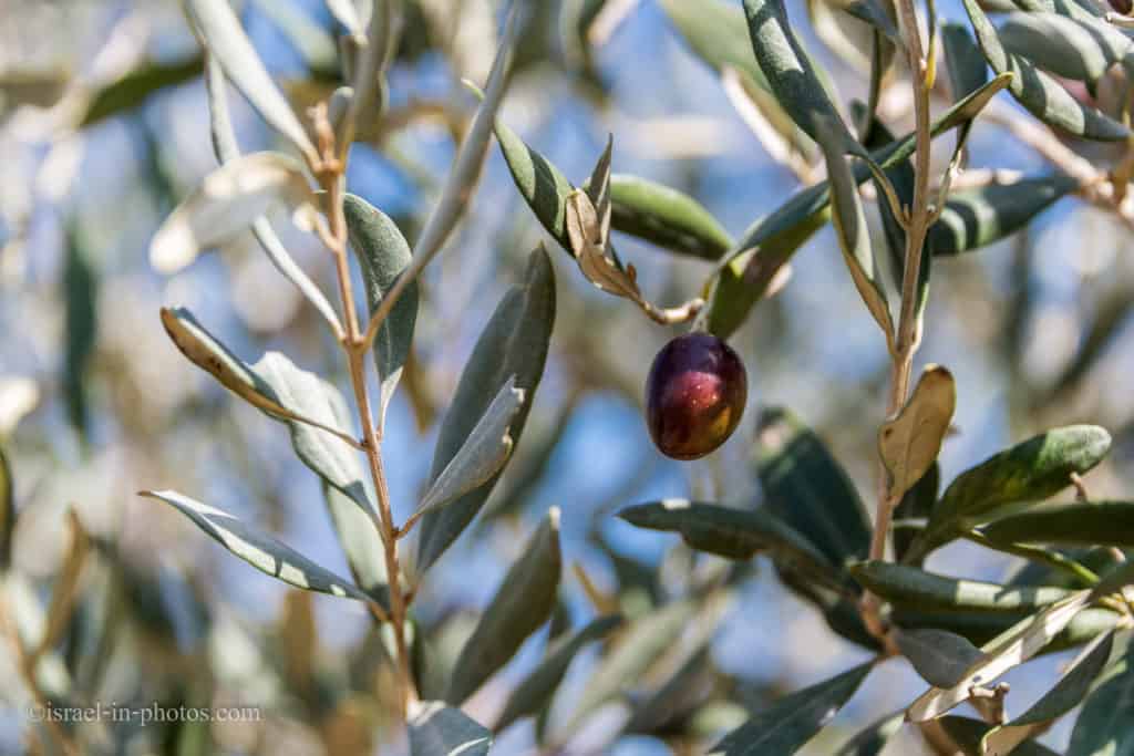 סיור מסיק זיתים בבית בד גלילי