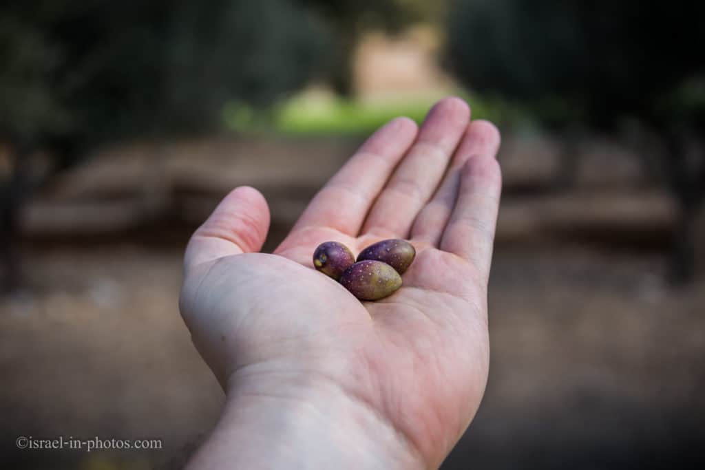 סיור מסיק זיתים בבית בד גלילי