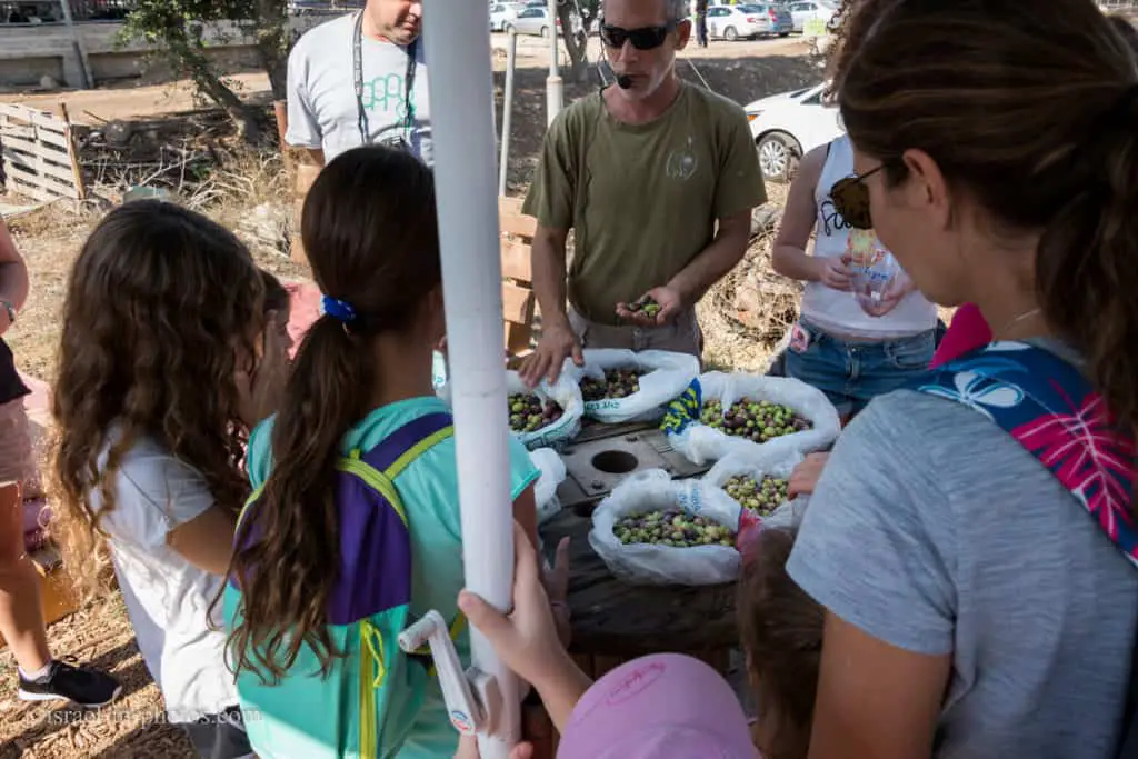 Olive Harvesting Tour