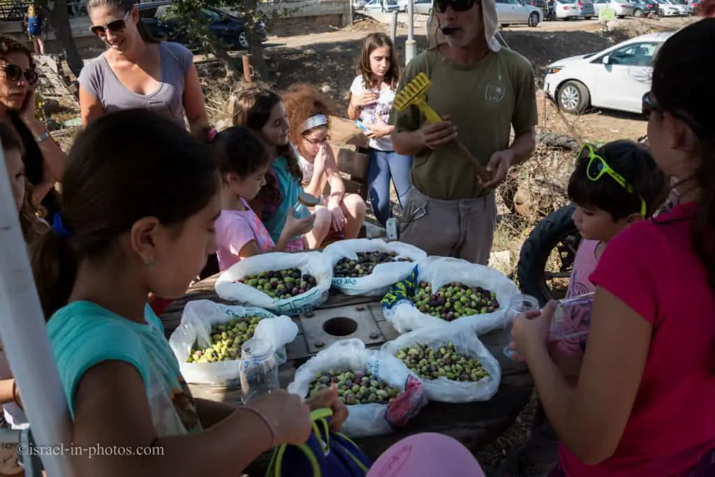 Olive Harvesting Tour