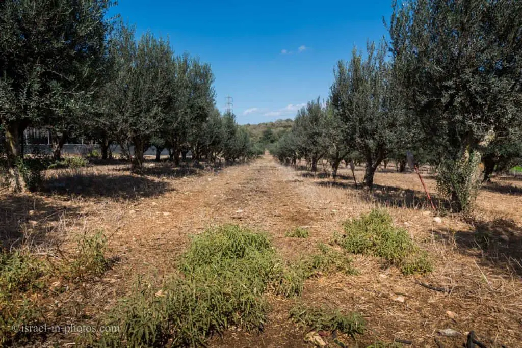 olives grove