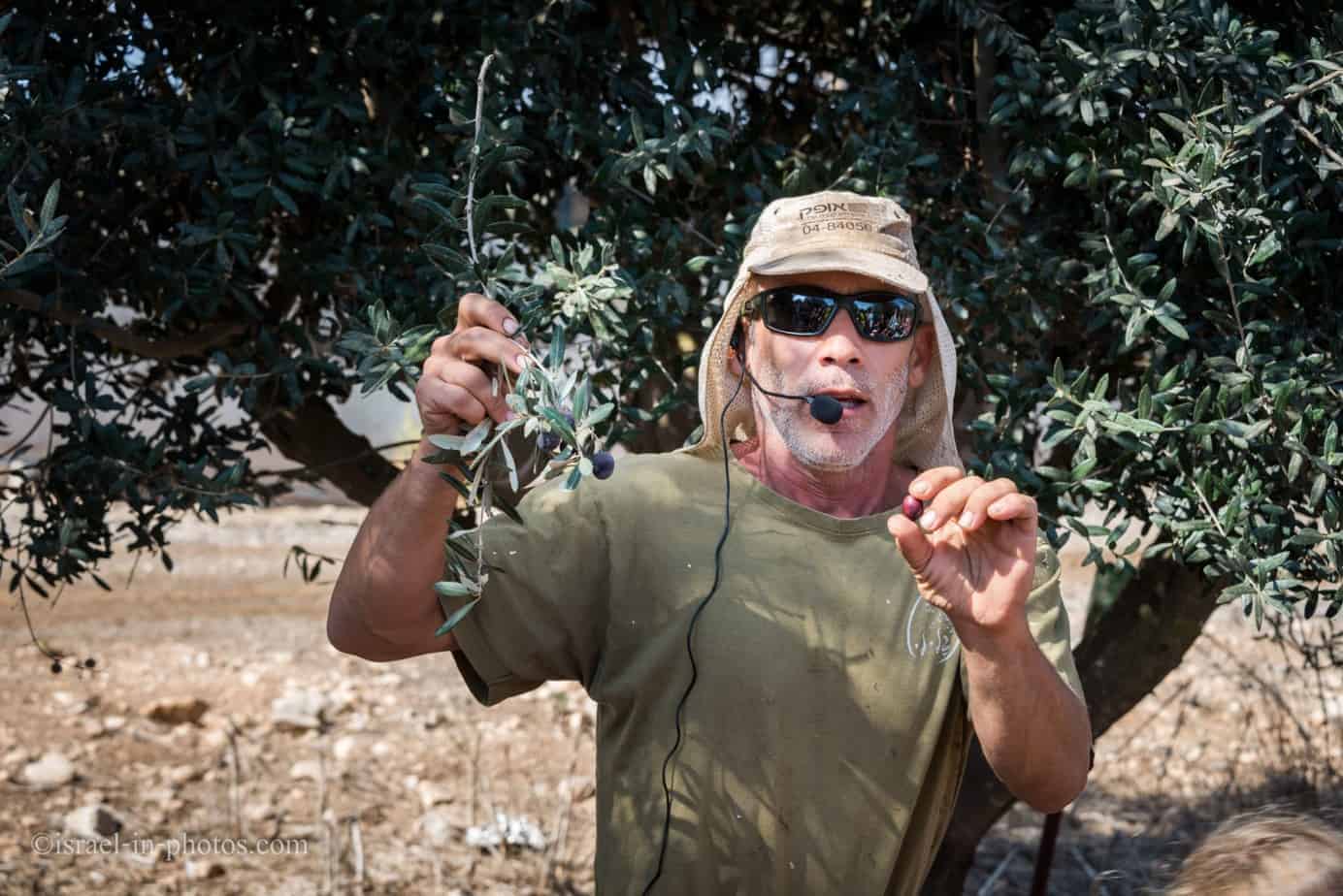 Olives picking at Bethlehem of Galilee