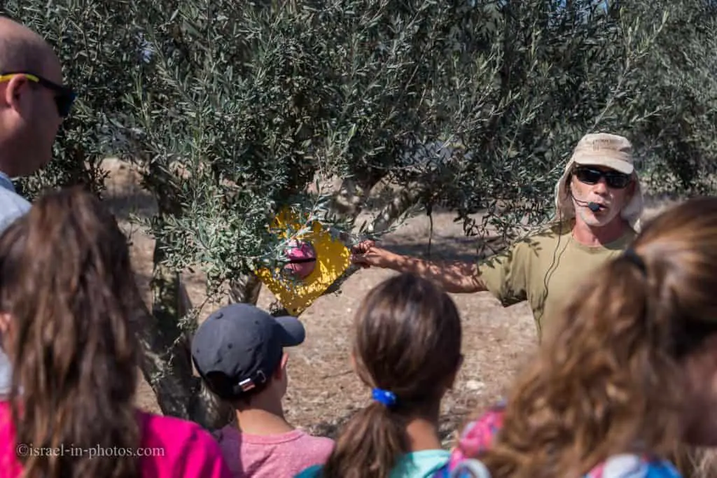 Olives harvesting at Bethlehem of Galilee, Israel