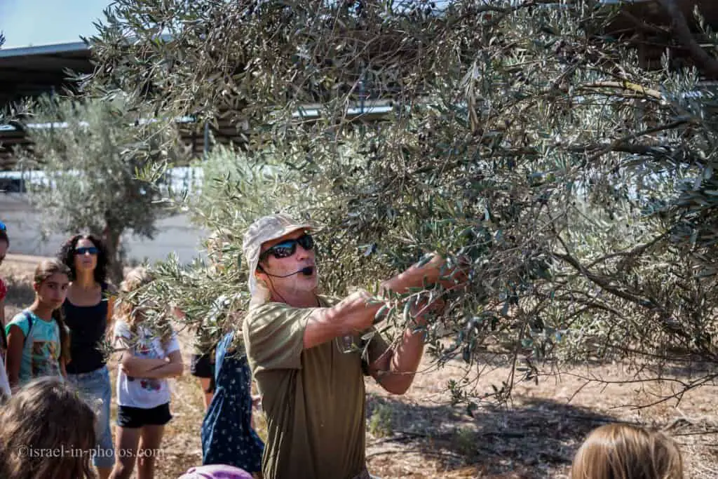 Harvesting Olives At Galili Olive Oil