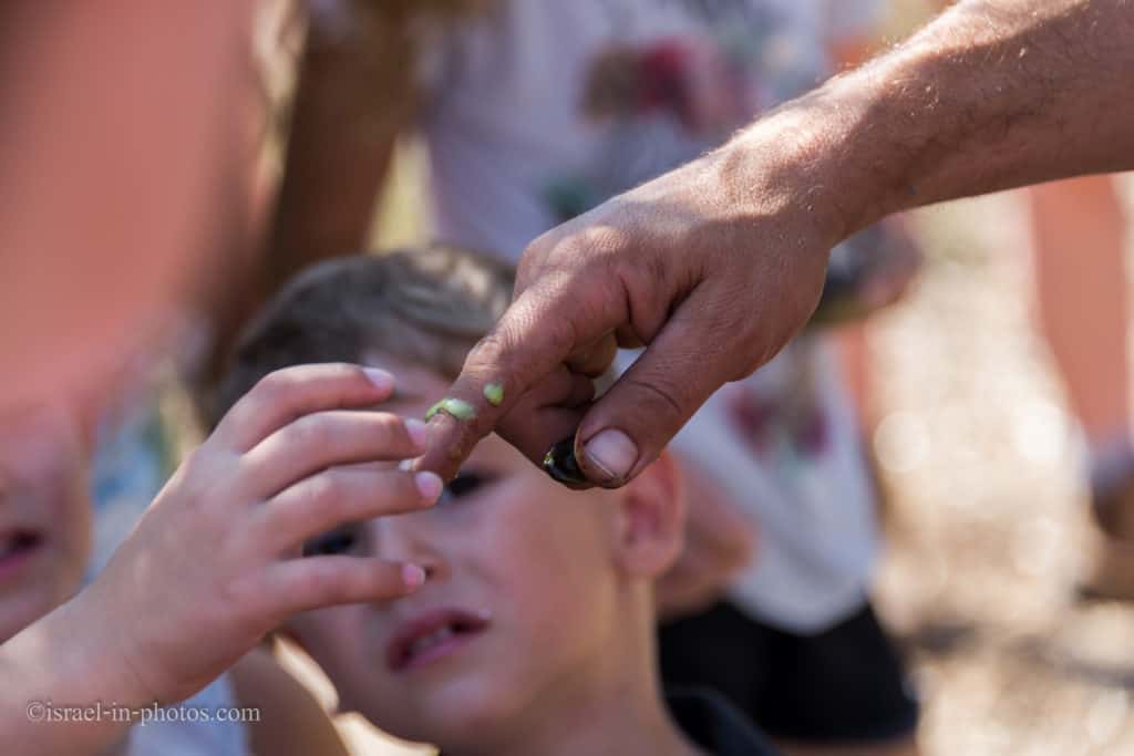 Olives picking at Bethlehem of Galilee, Israel