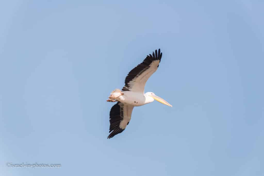 Pelican