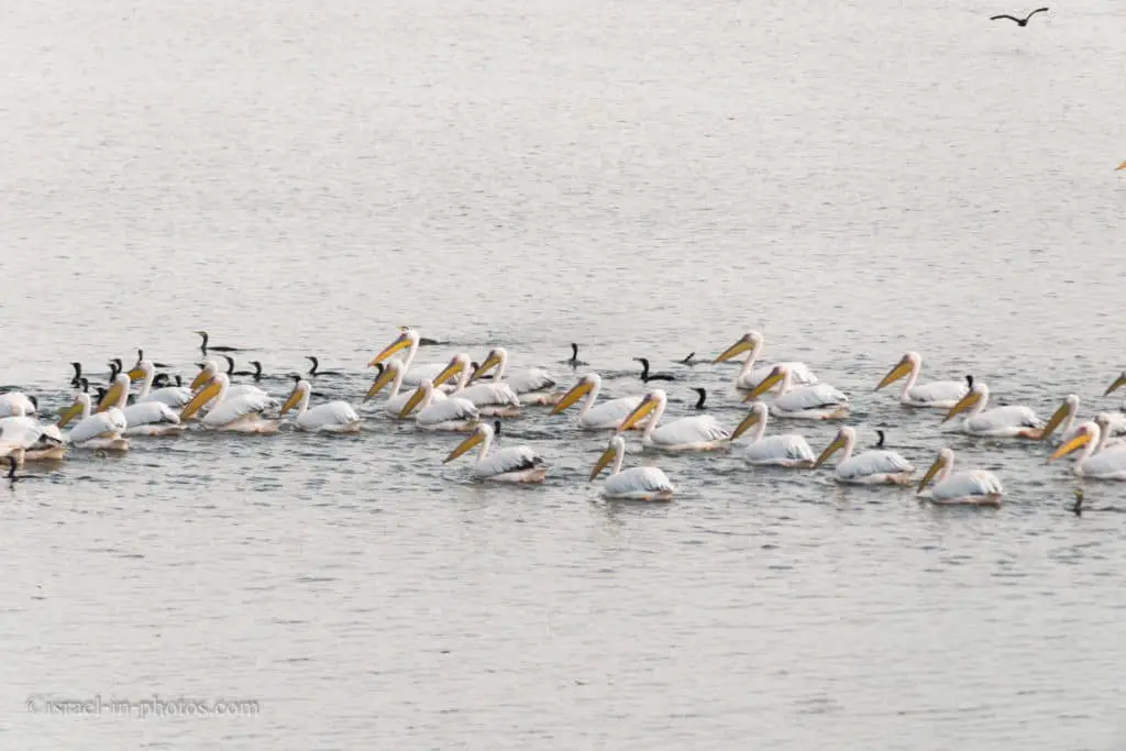 Pelican migration at Emek Hefer
