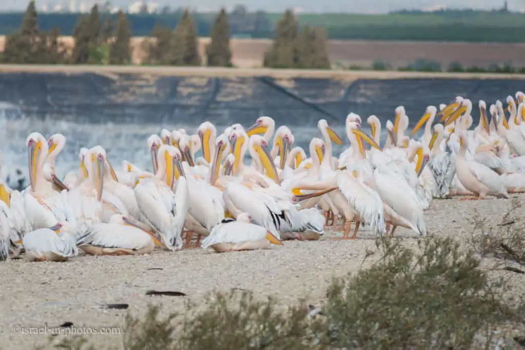 Pelican migration at Emek Hefer