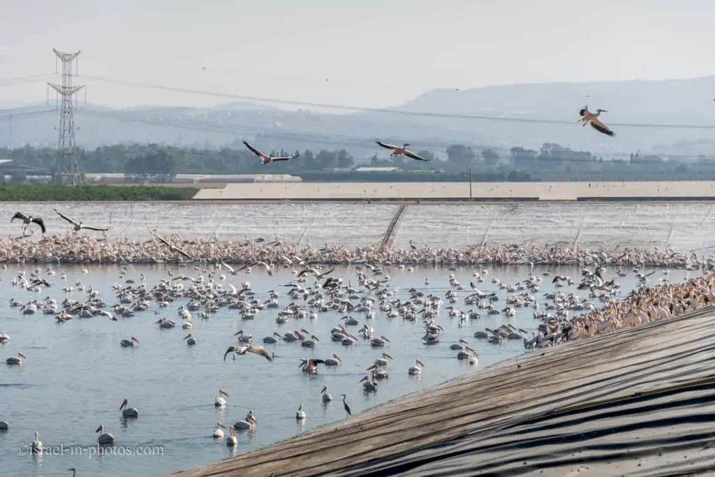 Pelican migration at Emek Hefer