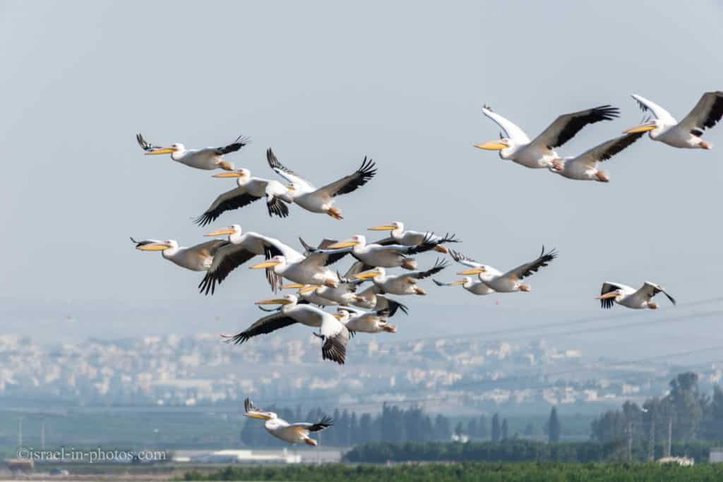 Pelicans